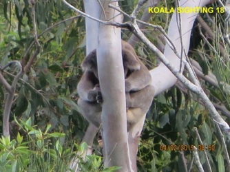 18_Koala_4 Feb2015.jpg